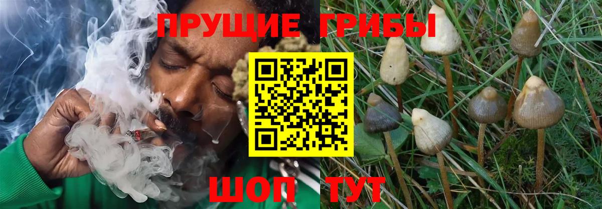 Псилоцибиновые грибы Psilocybine cubensis  Вход с VPN  как найти закладки  Вышний Волочёк 